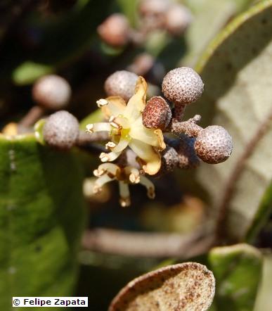 Aextoxicaceae flower